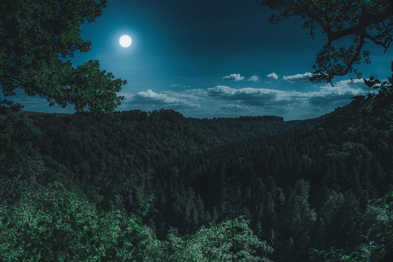 nature, forest, landscape, at night, black forest, dark, mystical, full moon, moon, forest, forest, dark, moon, moon, moon, moon, moon-3194001.jpg