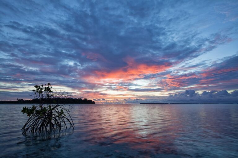 the shallow sea, before sunrise, mangrove, kojima, tropical, widi islands, halmahera islands, indonesia, mangrove, mangrove, mangrove, mangrove, mangrove-2252016.jpg