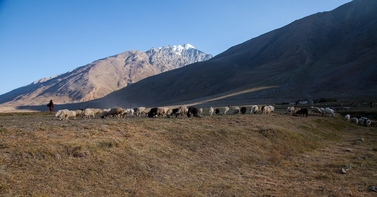 zanskar, tibet, mongol, kazak, nomads, ladakh, sheeps, blue sky mountain, zanskar, zanskar, tibet, mongol, mongol, mongol, mongol, mongol-7261175.jpg